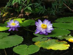 -国家植物园南园