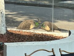 -J Create城市露营咖啡·简餐·宠物(上海动物园店)