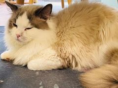 -猫在这儿猫咪咖啡馆·撸猫馆