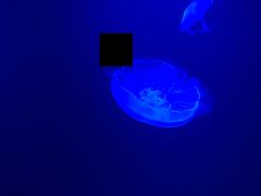 -暹罗海洋世界
