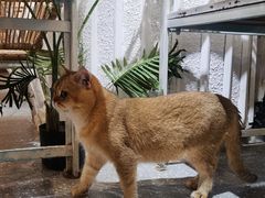 -共舞时光猫咖·狗咖(新街口店)
