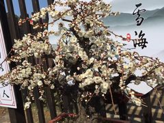 -香雪海