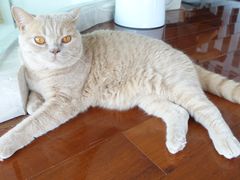 -Catmate·猫肥家润(金润铂宫店)