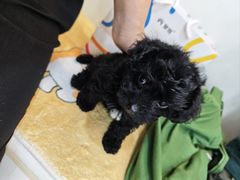 -贝康宠物医院·犬猫全科·小动物特色诊疗中心(东环路店)