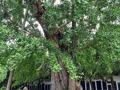 -苏州文庙(姑苏区)