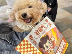 -卡门舞蹈