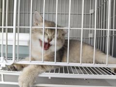 -翊宠yipet猫狗购宠庄园犬舍•猫舍