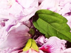 木槿花-芝城故事·建瓯土菜