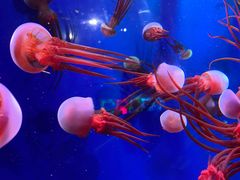 -成都浩海立方海洋公园