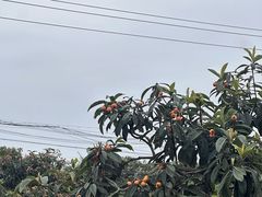 -桃源山庄·水蜜桃采摘·柴火鸡·烧烤团建(龙泉山店)