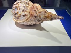 -贝壳王国博物馆