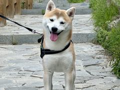 -美联众合动物医院·24h转诊中心