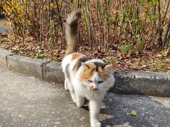 -香山公园