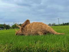 -嘉北郊野公园