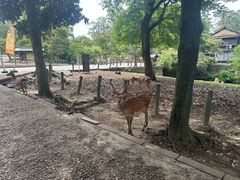 -奈良公园