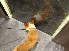 -猫力发电所·宠物专门店
