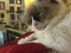 -猫色咖啡·猫咖