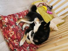 -柴迷FANS CLUB·柴犬狗咖·猫咖