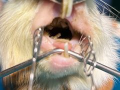 -东莞宠友24H宠物中心医院·转诊夜诊·异宠(新河北路院)