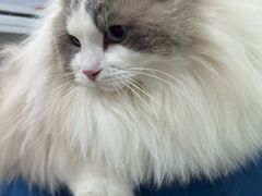-四月宠物医院·猫专科·心脏专科·内科(转塘店)