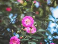 -颐和路民国时期公馆-风貌区