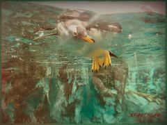 -帝企鹅自助餐厅•儿童岛•真企鹅(长隆企鹅酒店)