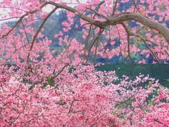 -风云岭森林公园