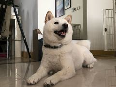-佩兹宠物医院肿瘤专科·眼科·牙科(黄浦店)