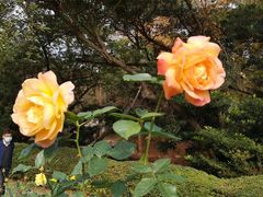 -人民公园(罗湖区)