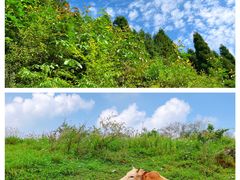 -武陵山森林公园