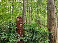 -东平国家森林公园