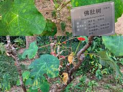 -广州神农草堂中医药博物馆