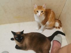 -瑞派康怡24h宠物医院·犬猫医疗中心·微创绝育(瑞景分院)