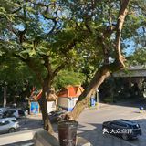 版纳差不多7点天菜渐渐暗下来！吹着江风看日落