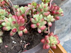 -四姑娘山阿巴郎·藏式花园餐厅