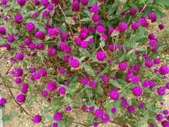 -松山湖梦幻百花洲