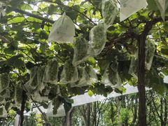 -马陆小张葡萄园农家乐