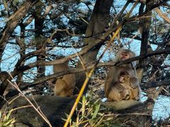 -庐山风景区花径公园