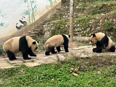 -中国大熊猫保护研究中心雅安碧峰峡基地