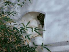 -桃花堤公园