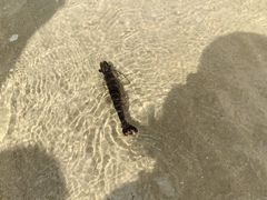 -侨港海滩
