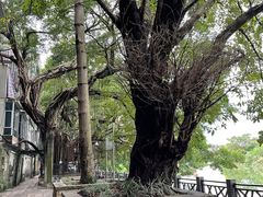 -小洲村