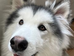 钱多肉-Husky Go! 哈士奇体验馆·宠物咖啡厅狗咖