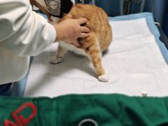 -爱贝特动物医院·猫口炎专科