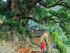 -杨家堂村