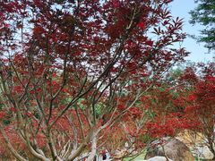 -广州市帽峰山景区