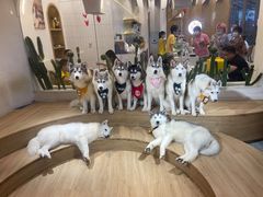-Husky Go! 哈士奇体验馆·宠物咖啡厅狗咖