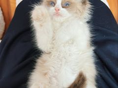 -瑞派·关忠动物医院·猫专科·犬专科(三环新城店)