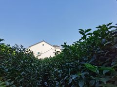 -树山生态村