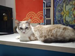 -猫小院猫主题餐厅(南锣旗舰店)